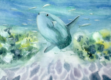 Poster DIN-A4 Aquarell Maritim Kunst Druck Kunstdruck Nordsee Dänemark Danmark  Hirtshals Mondfisch Solfisk